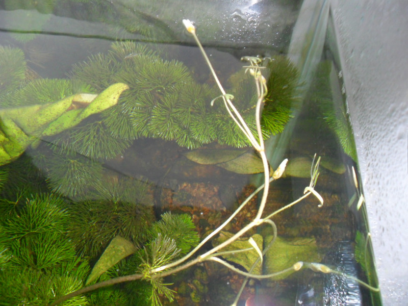 кабомба аквариумное растение